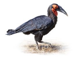 ミナミジサイチョウ Southern Ground Hornbill