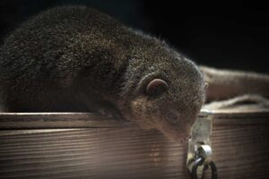 コビトマングース Common Dwarf Mongoose