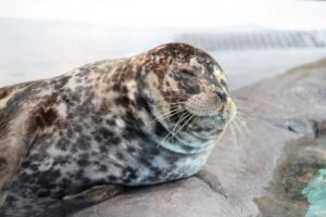 ゼニガタアザラシ Harbor Seal