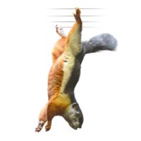 ミケリス Prevost's Squirrel