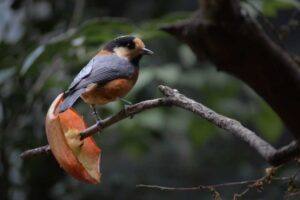 ヤマガラ Varied Tit