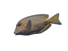 メイキュウサザナミハギ Chevron Tang