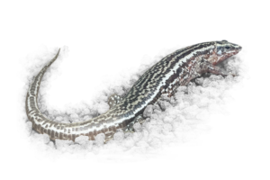 ヨスジオビトカゲ Four-lined Girdled Lizard