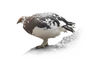 ライチョウ Rock Ptarmigan